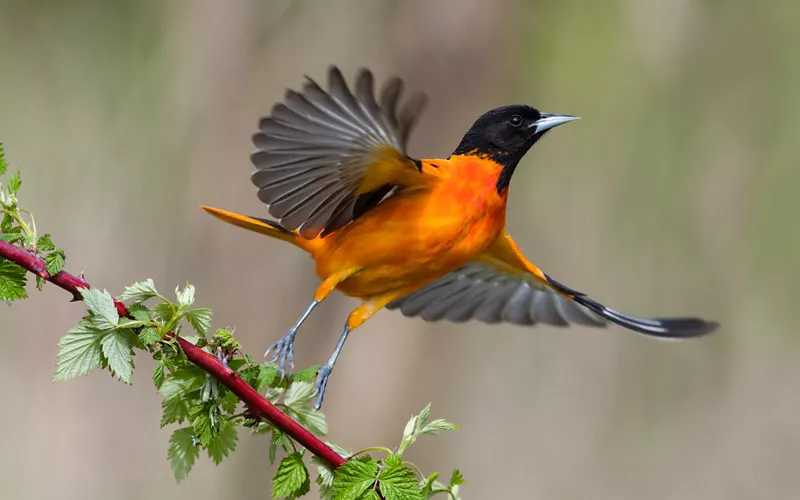 From birdwatching to barbecues