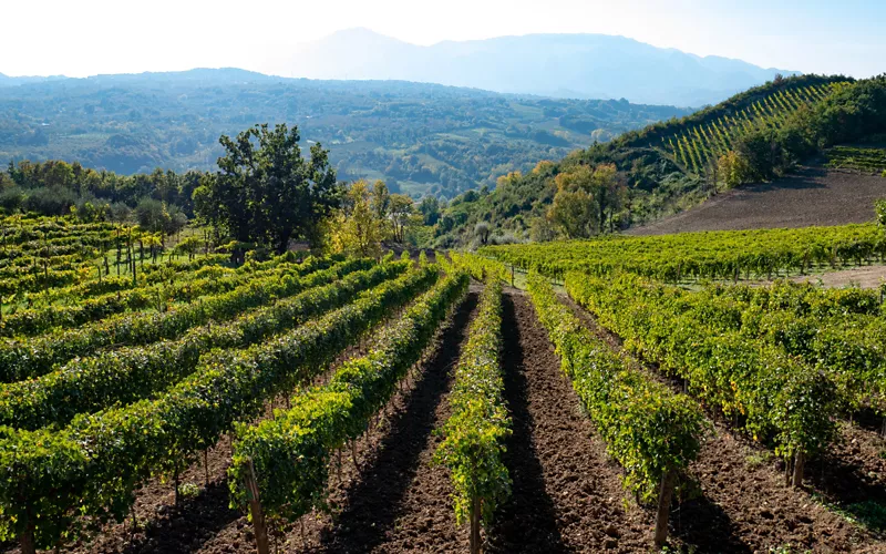 greek tufo vineyard