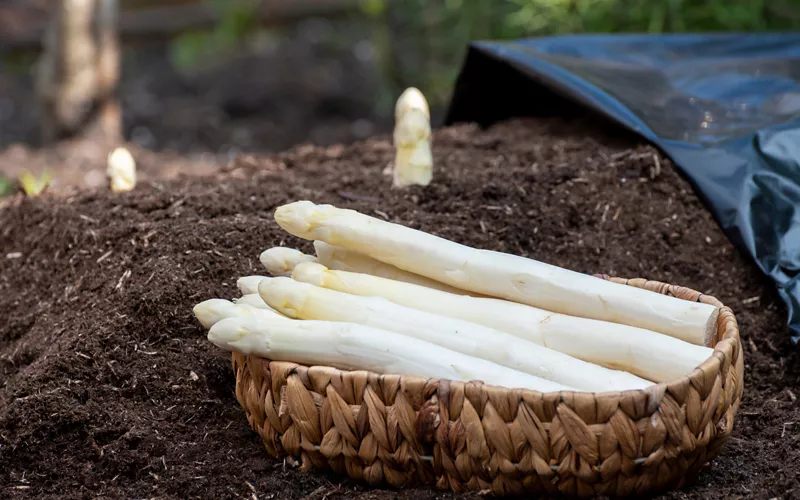 Wo er angebaut wird und warum erst seit kurzem