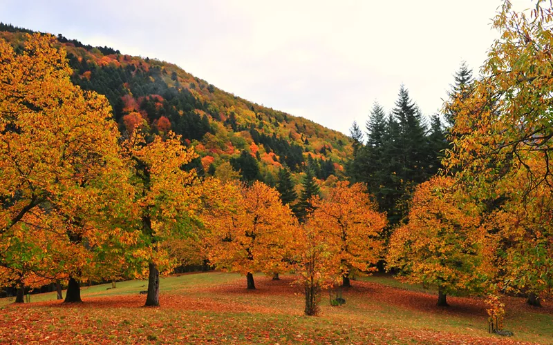 bosco autunnale 