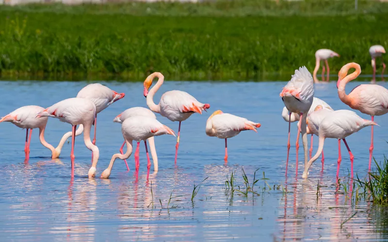 Élégance en rose