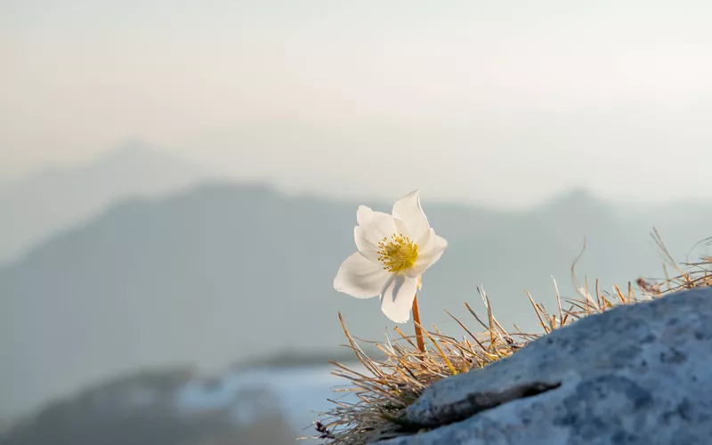 L’elleboro, o rosa di Natale