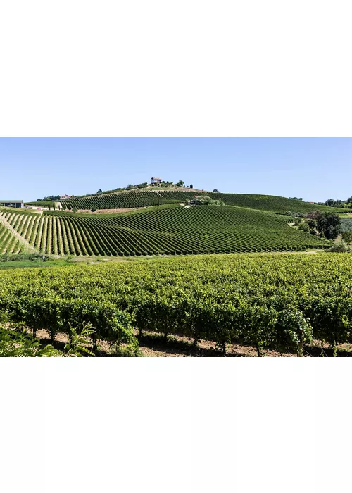 Wine tours in Abruzzo