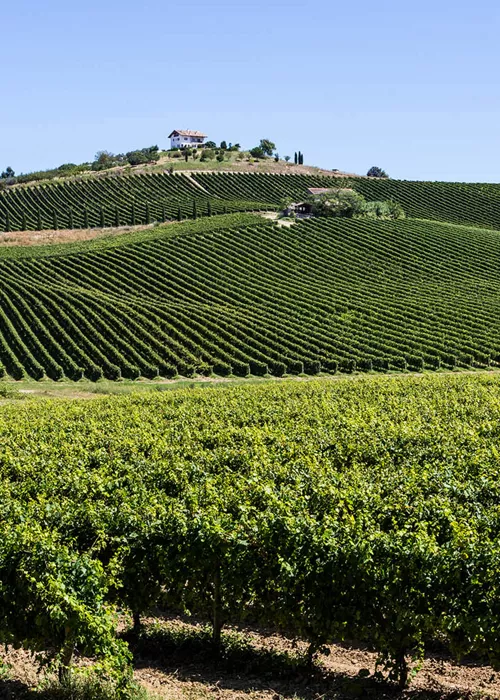 Wine tours in Abruzzo