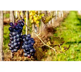 Wine tours in Veneto