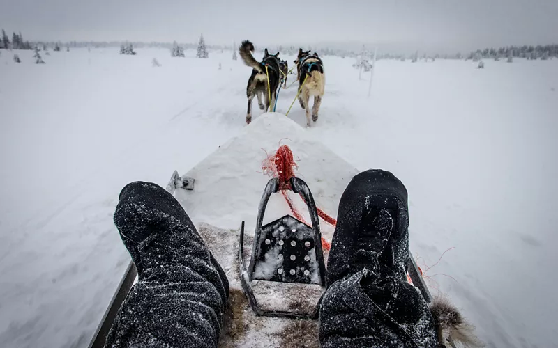 Trineo tirado por perros en la nieve