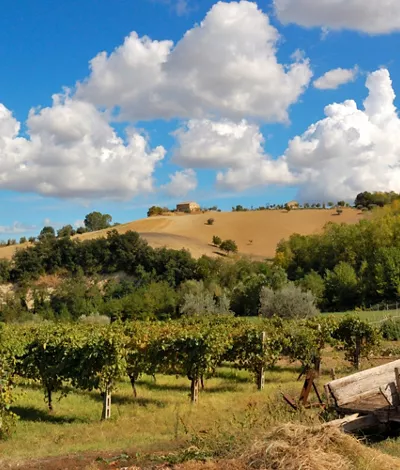 marche vineyard experience