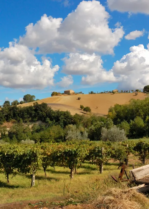 marche vineyard experience