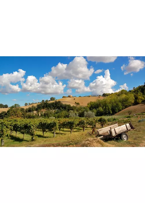 experiencia en el viñedo de marche