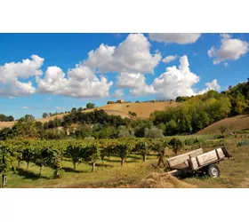 esperienza in vigna marche
