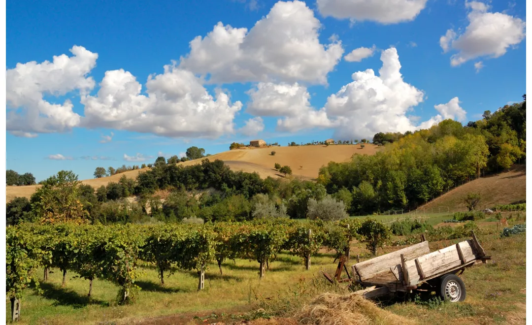 esperienza in vigna marche