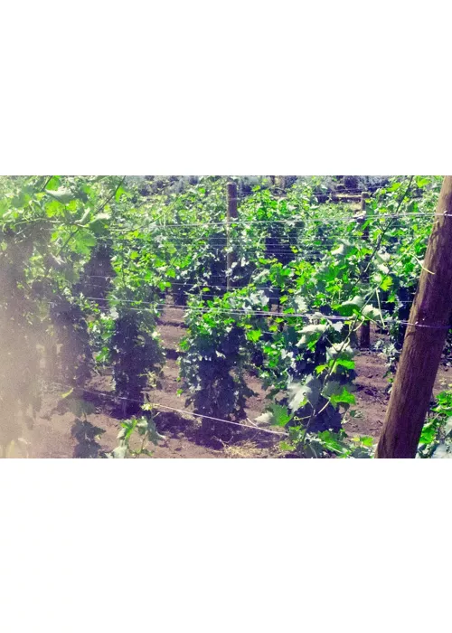 L'Etna, Taormine et ses environs : entre saveurs et beauté naturelles et artistiques