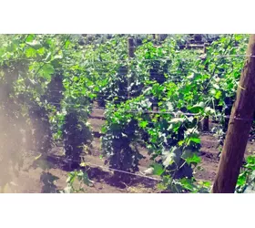 L’Etna, Taormina e dintorni: tra sapori e bellezza naturali e artistiche