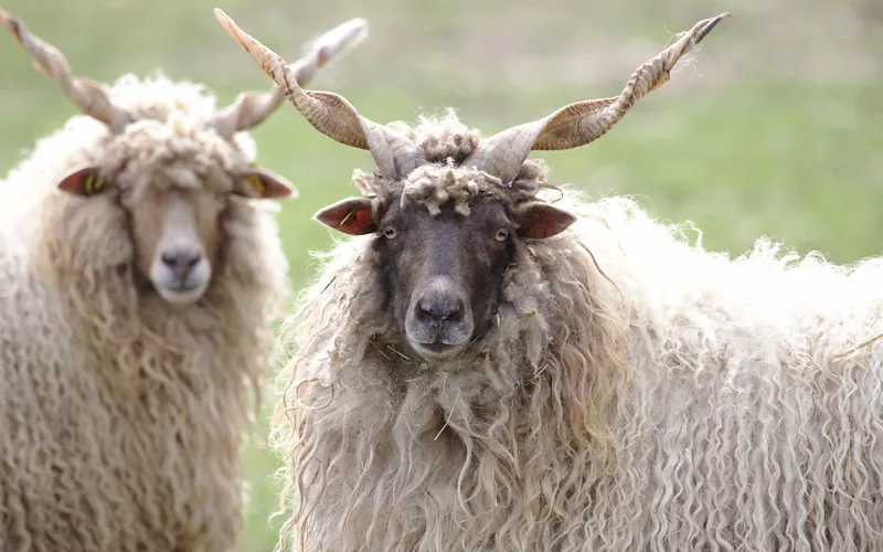 Tierreich: die Fauna, die Kindern Spaß macht