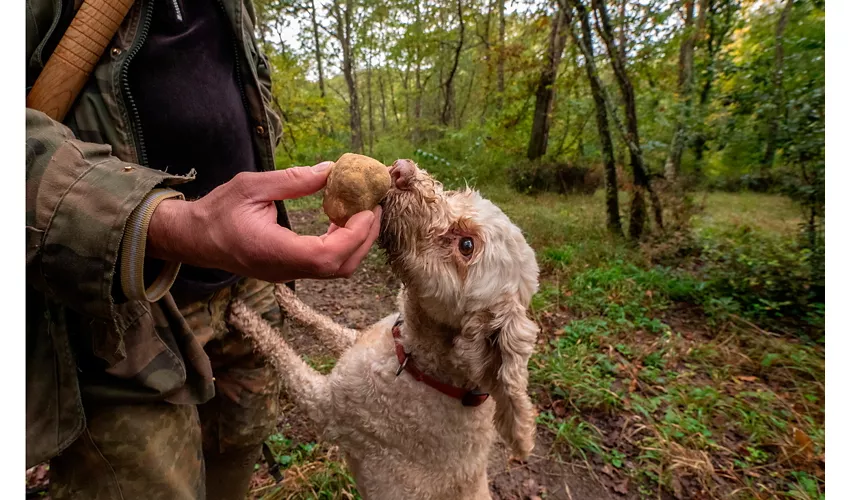 fiera nazionale del tartufo bianco di acqualagna
