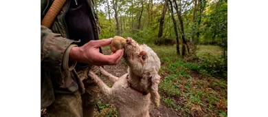 fiera nazionale del tartufo bianco di acqualagna