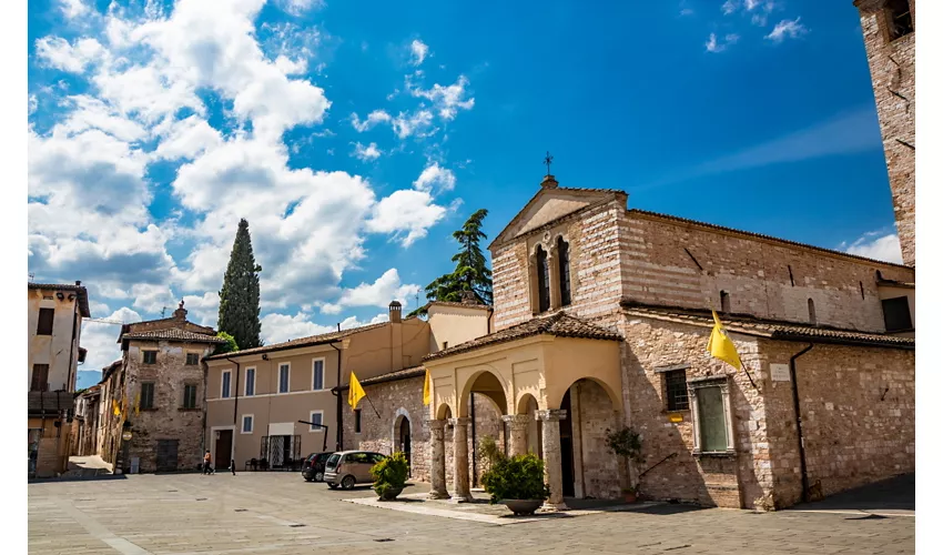 foligno olives