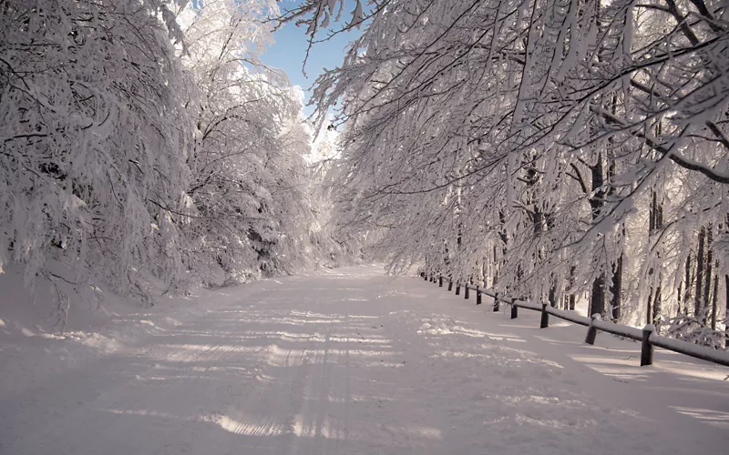 Cross-country skiing through snow-covered beech woods