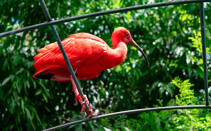 La foresta tropicale nella Bio-sfera