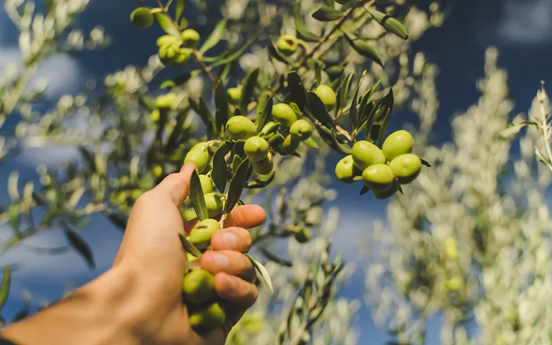 raccolta olive 