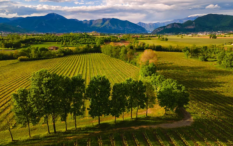 Vigneti della Franciacorta