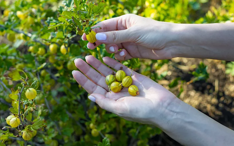 Redescubrir los frutos olvidados