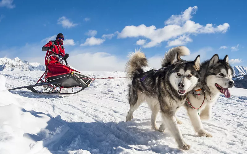 Uomo che fa sleddog