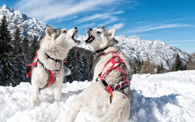 Sled dogs in the snow