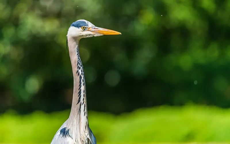 Gli abitanti del cielo