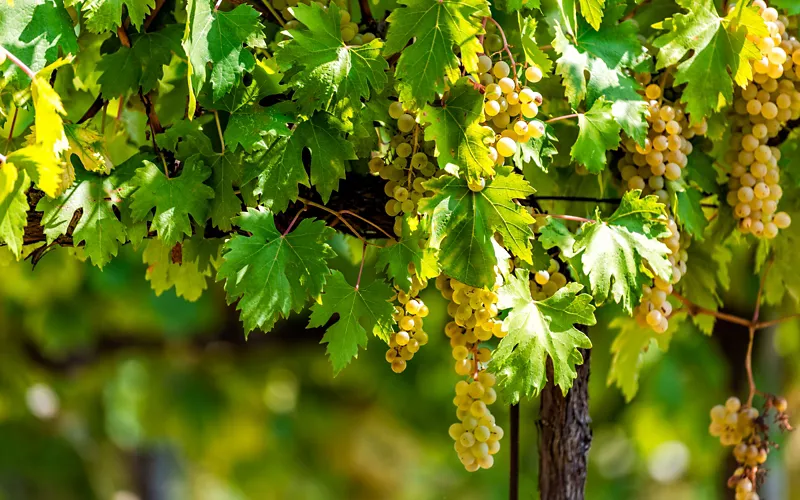 Der Grechetto: für alle Weißweingenießer