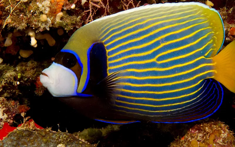 Negli straordinari habitat degli oceani