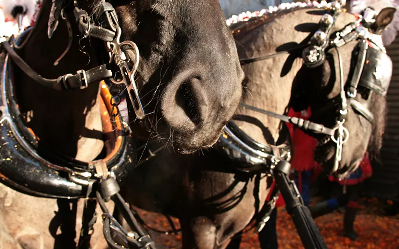Horses during the parade at the Carnival of Ivrea