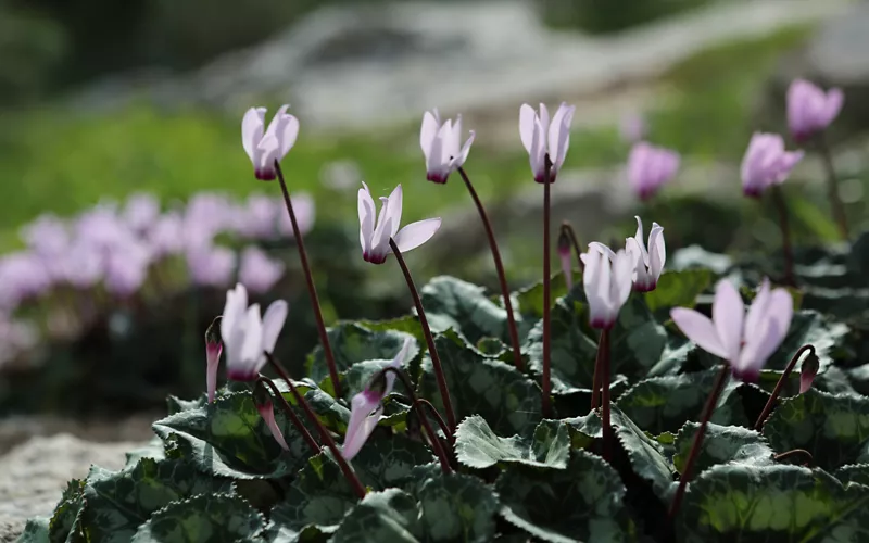 Les cyclamens annoncent l'automne