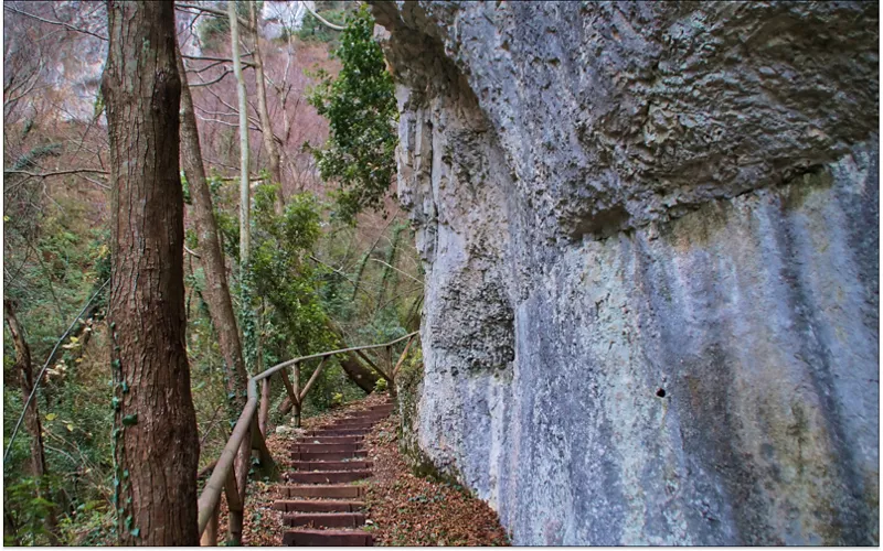 scalinata nel bosco 