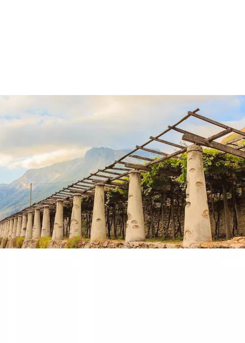 Los viñedos en terrazas de Carema: un paisaje único y un vino imperdible