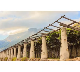 The terraced vineyards of Carema: unique landscape and an unmissable wine