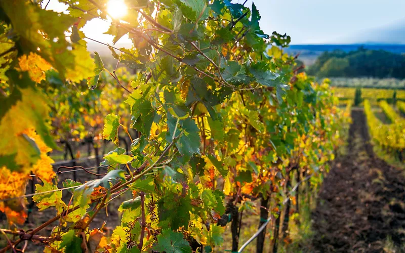 Die Weine von Trasimeno