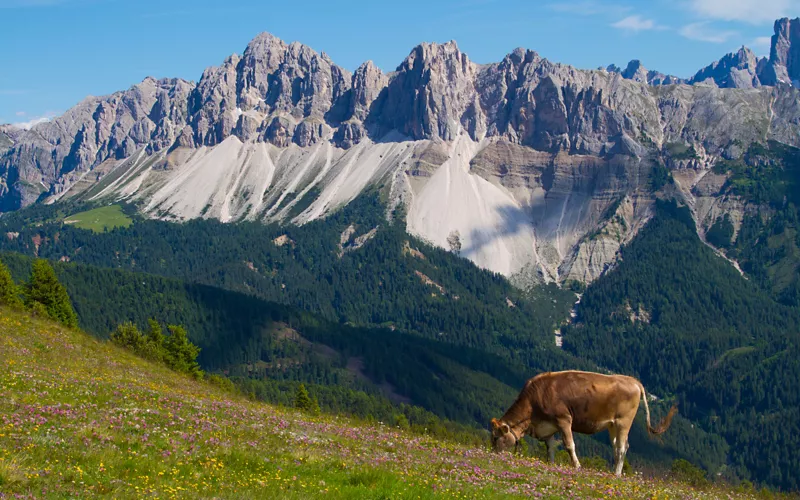 mucca al pascolo con sfondo di montagne