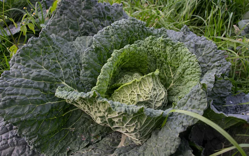 Broccoli from Torbole