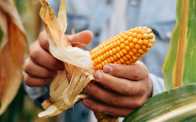 Maize from Storo