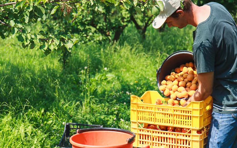 Il momento giusto per raccoglierle e per mangiarle