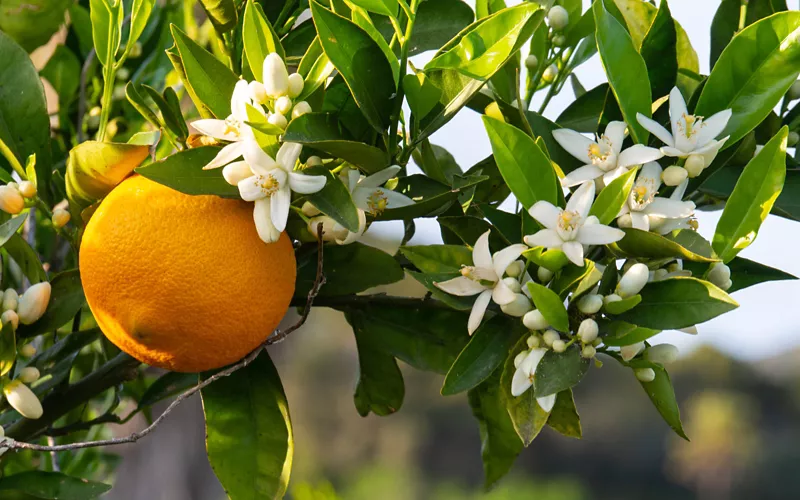 El perfume del amor