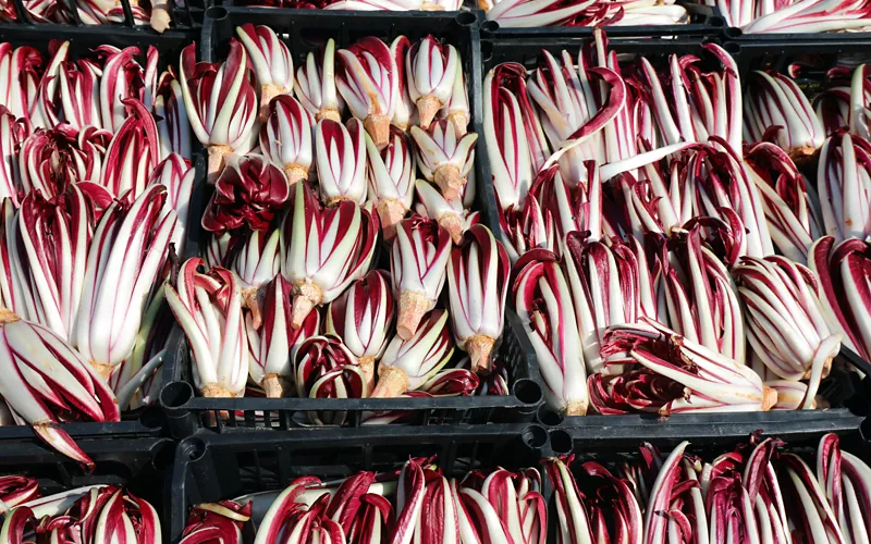 O radicchio rosso de Treviso