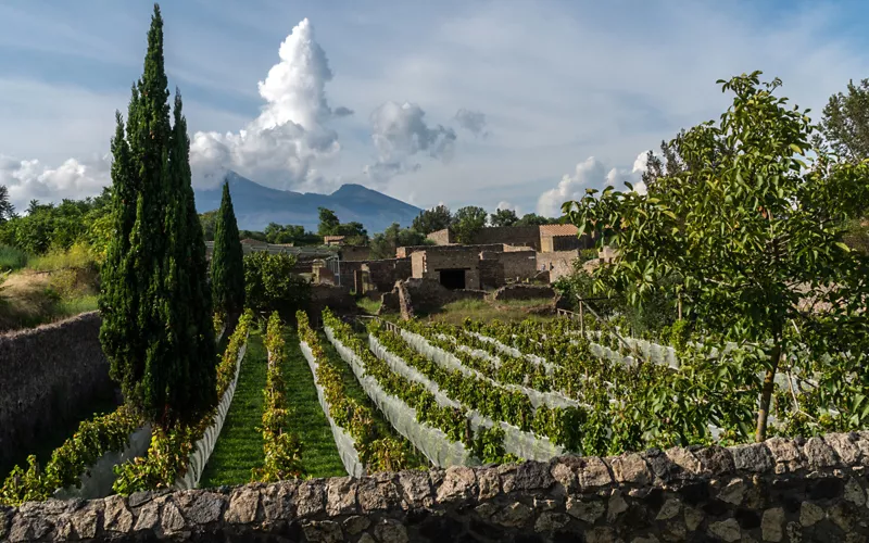 vigneto vesuvio