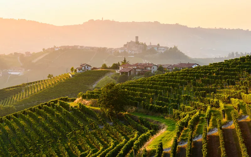 Vineyards in the Langhe and Roero area of Piedmont