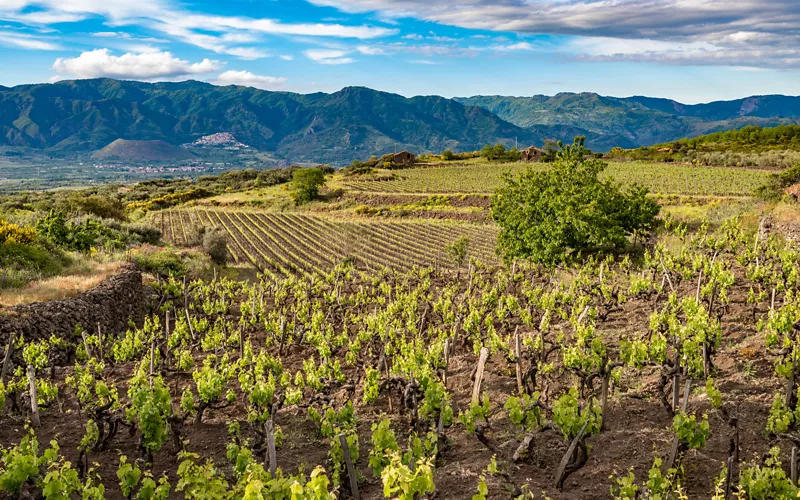 Itinerary of the Route of the head-trained bush vines