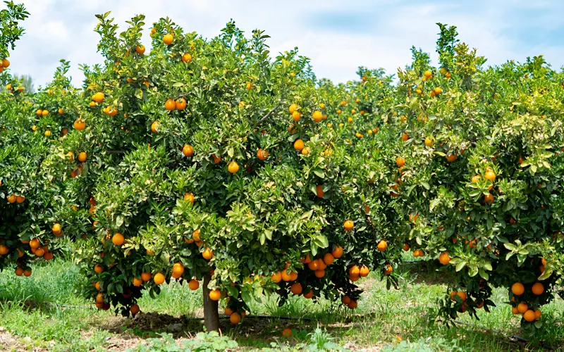 l albero di arancio amaro