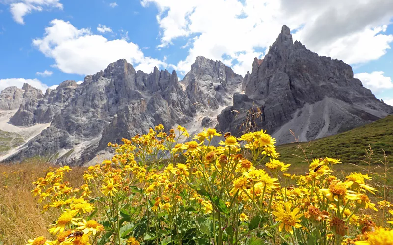 A arnica medicamentosa