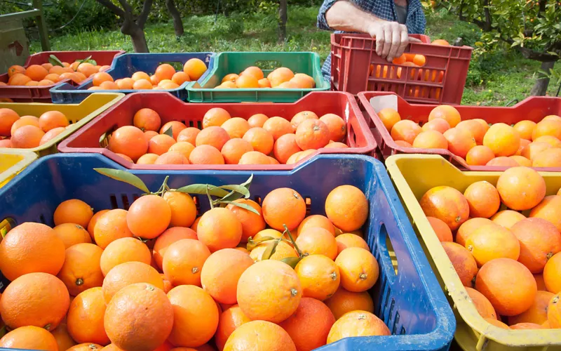 El moro y el tarocco naranja