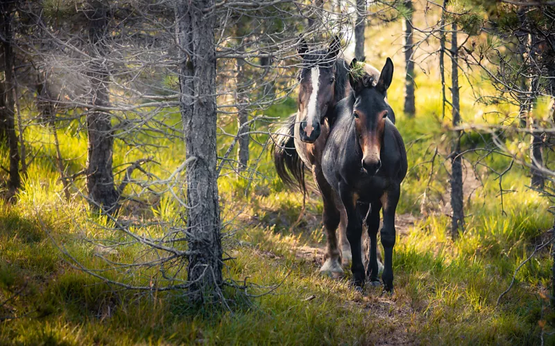 Horses on a nature trail